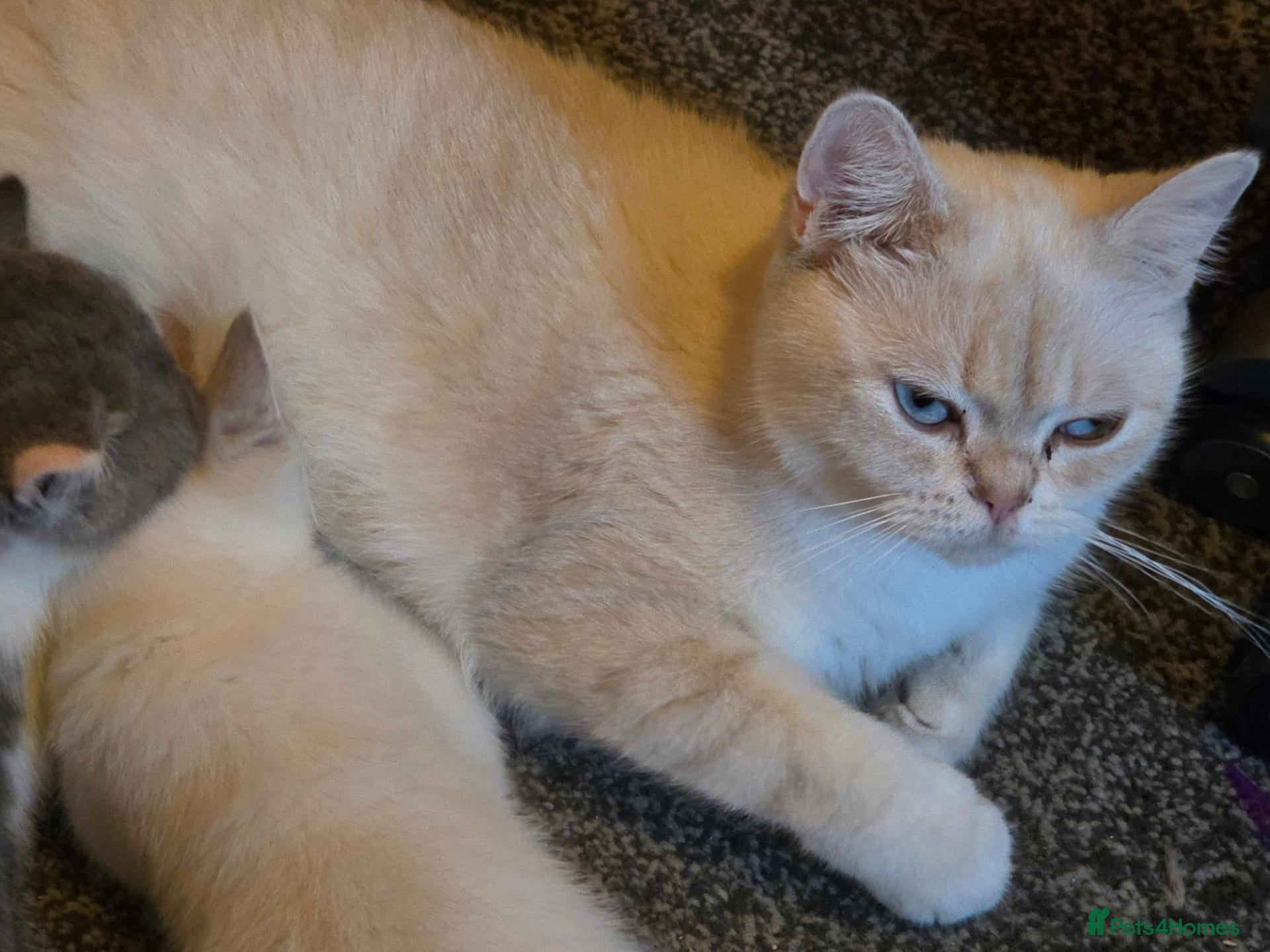 British Shorthair cats 2 year old colourpointed british shorthair female - Advert 2