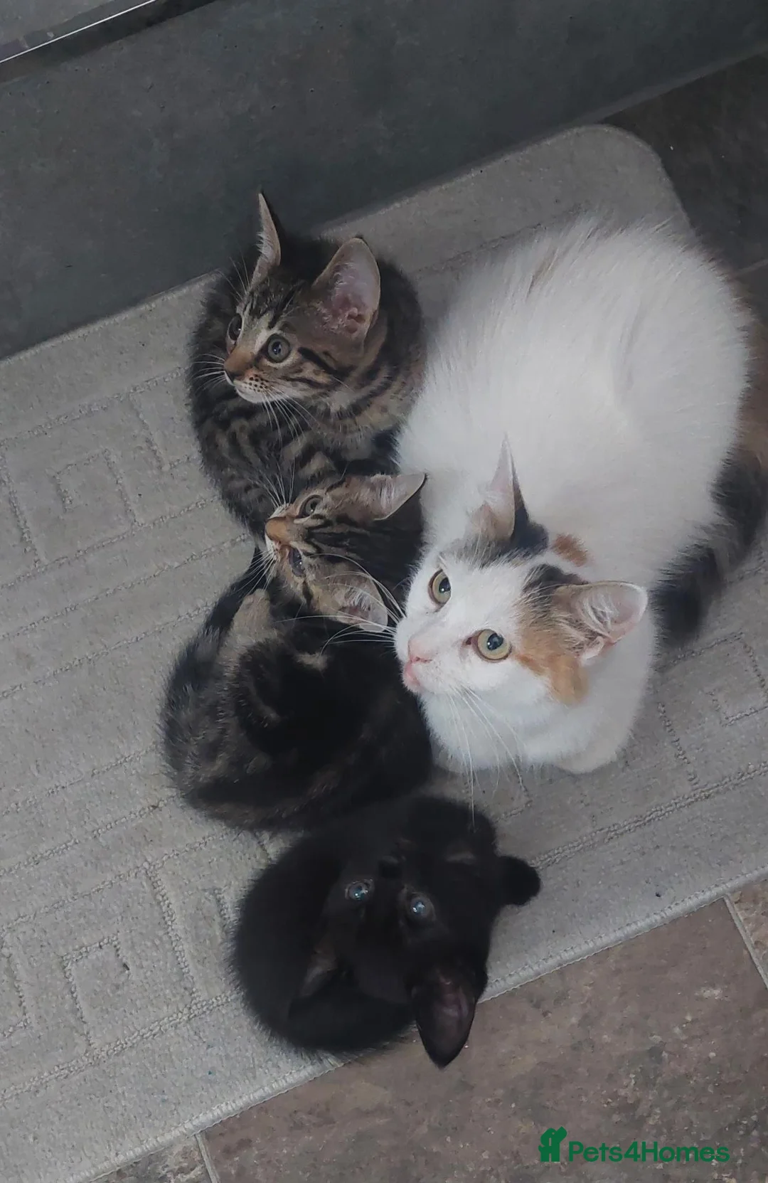 Mixed Breed cats for sale: 3 kittens girls for sale - Advert 2