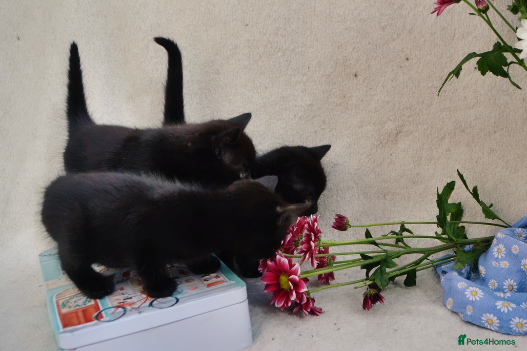 Mixed Breed cats for sale: Gorgeous Maine-Coon/Ragdoll/Bombay Mix Kittens!!! - Image 10