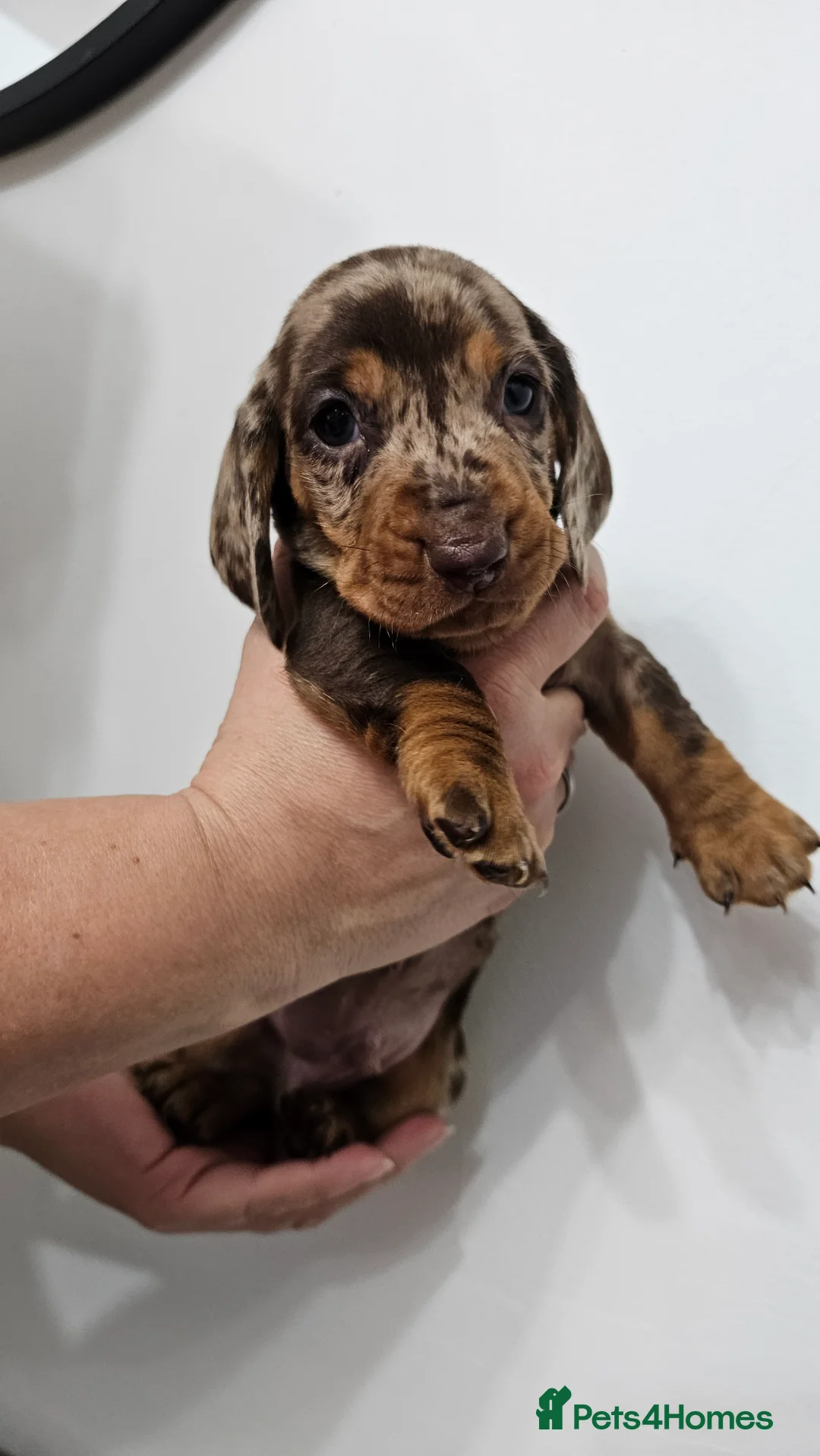 Dachshund dogs for sale: Ready Now ! KC Standard Dachshund puppies!  - Advert 23