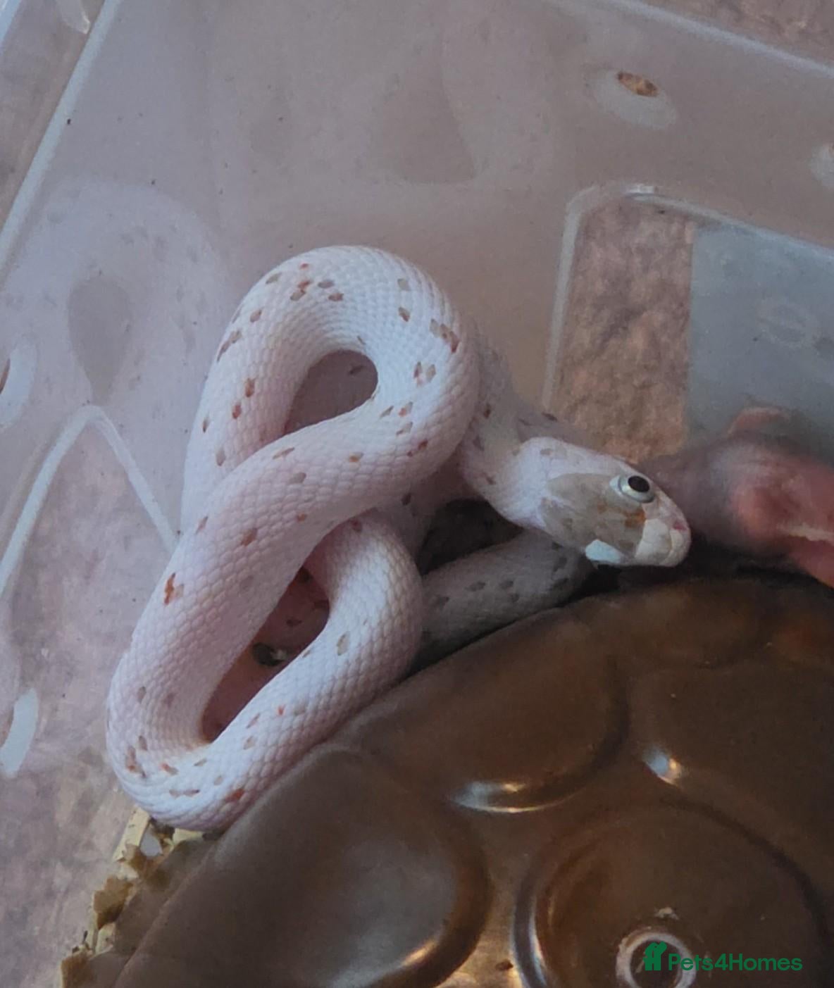 Corn Snake reptiles for sale: Baby palmetto cornsnake - Advert 1