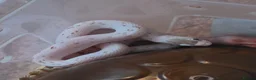 Corn Snake reptiles for sale: Baby palmetto cornsnake in Bradford - Advert 1