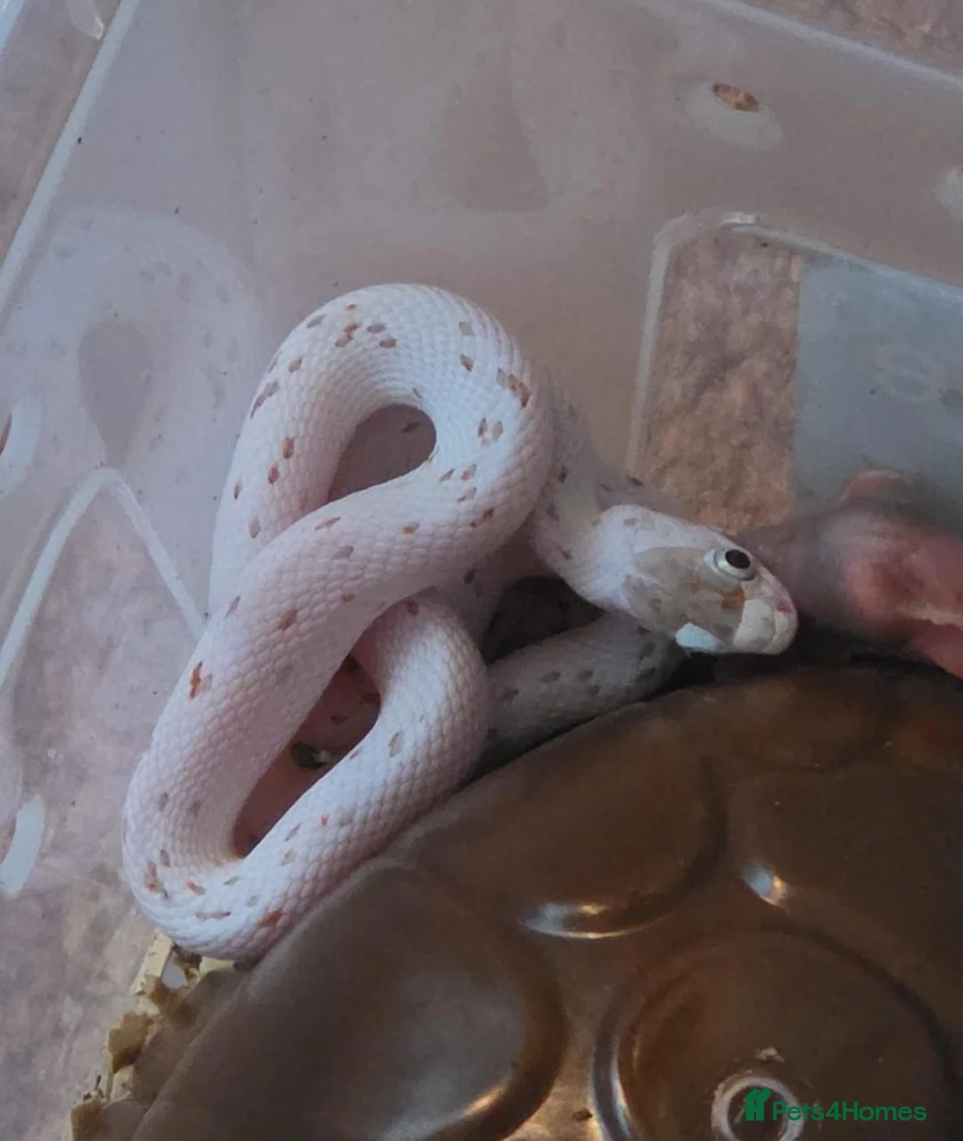 Corn Snake reptiles for sale: Baby palmetto cornsnake in Bradford - Advert 1