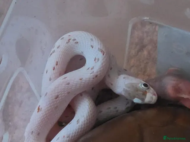 Corn Snake reptiles for sale: Baby palmetto cornsnake - Advert 1