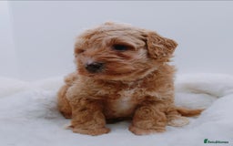 Cavapoo dogs for sale: Extensively health tested F1b teddy bear Cavapoos  - Advert 14