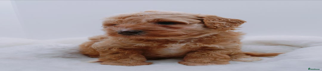 Pink collar (cream girl) 