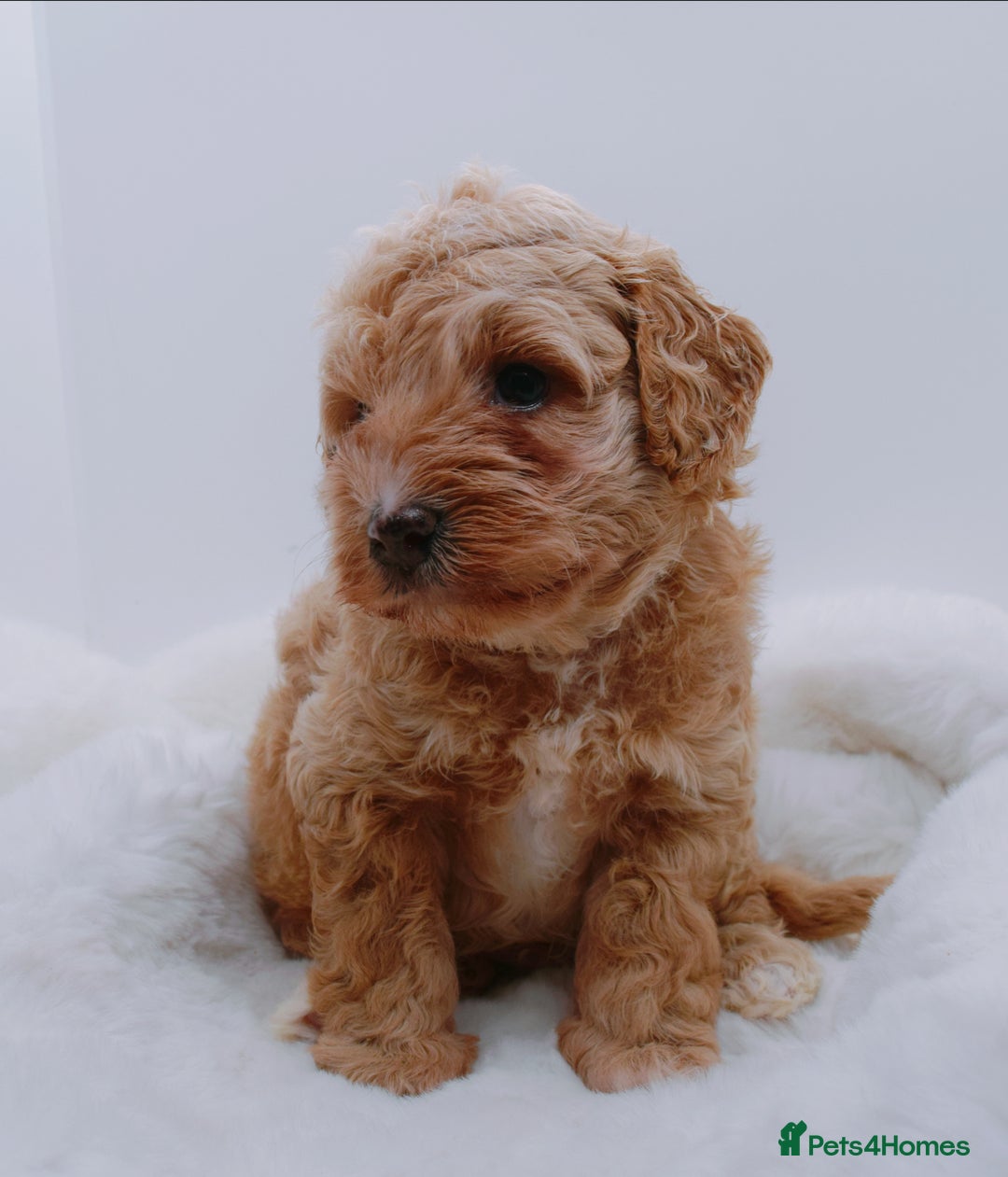 Cavapoo dogs for sale: Extensively health tested F1b teddy bear Cavapoos  - Advert 14