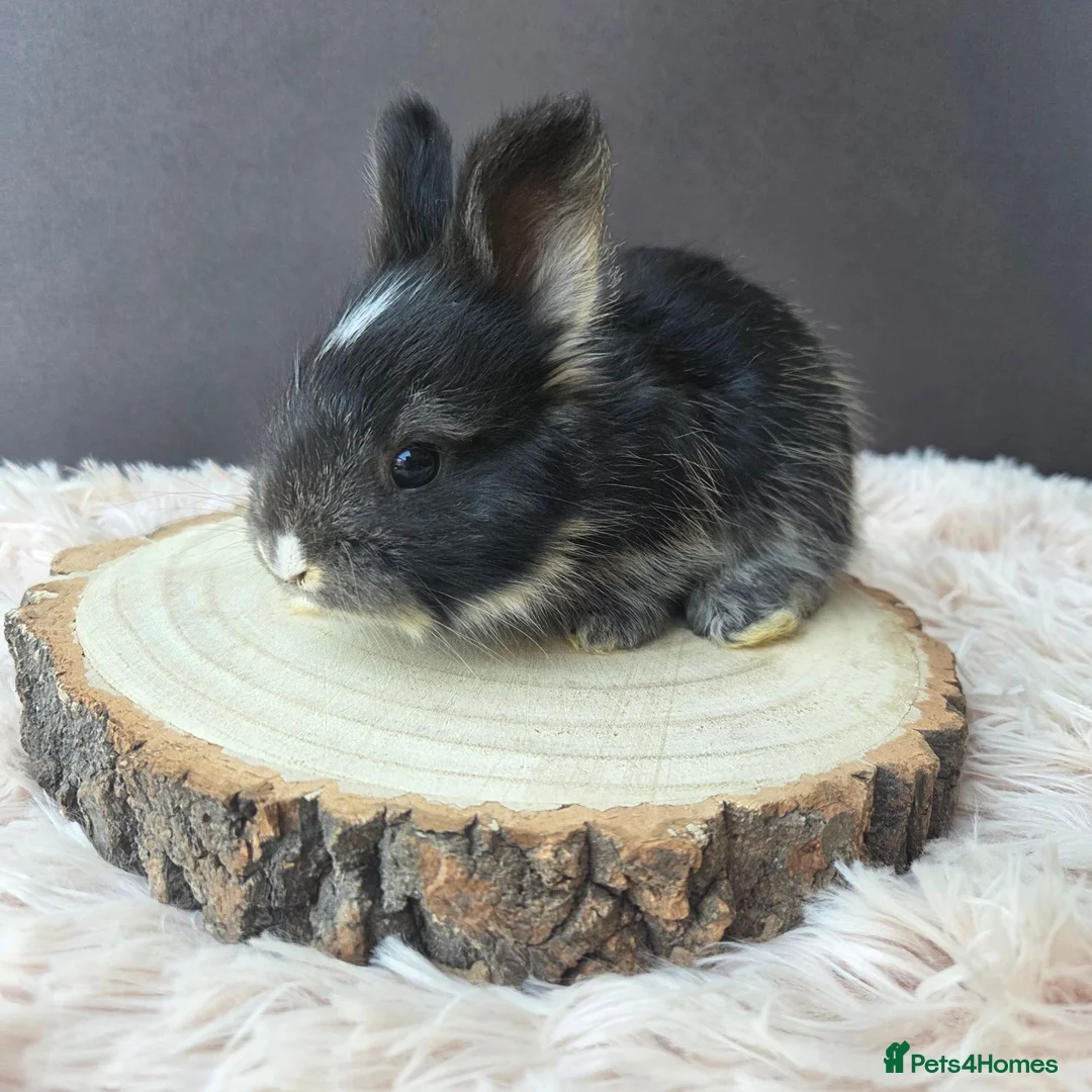 Angora rabbits for sale: English Angora Babies - Advert 8