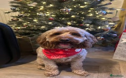 Cockapoo dogs for sale: Female cockapoo looking for her forever home - Image 1