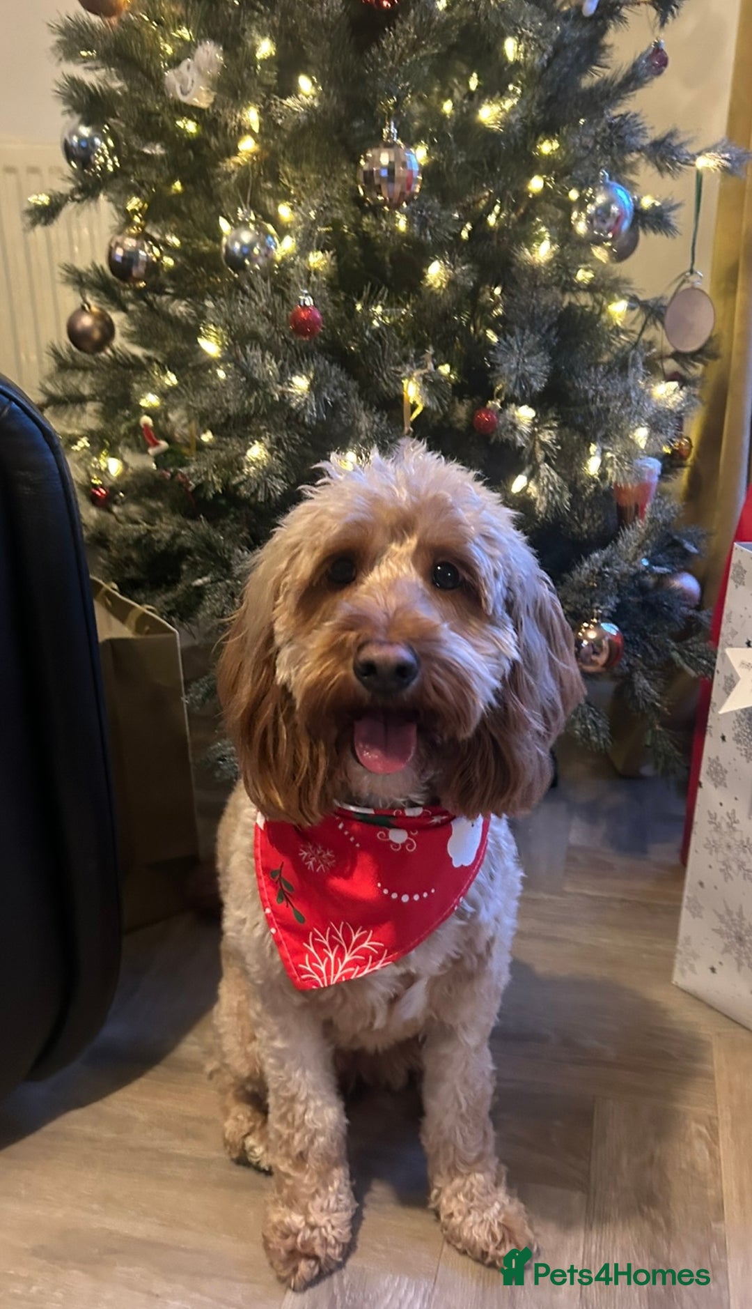 Cockapoo dogs for sale: Female cockapoo looking for her forever home - Image 1