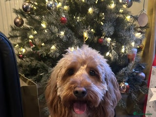 Cockapoo dogs - Advert 4