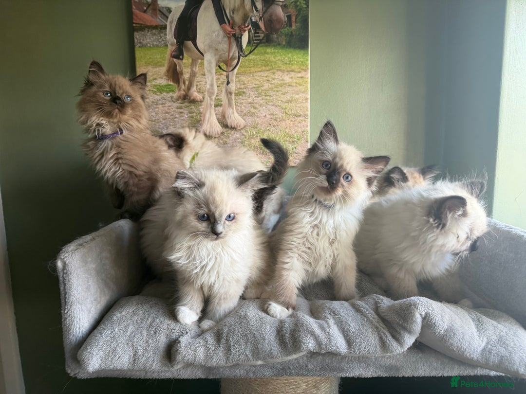 Ragdoll cats for sale: Tica Registered Ragdolls - Advert 5