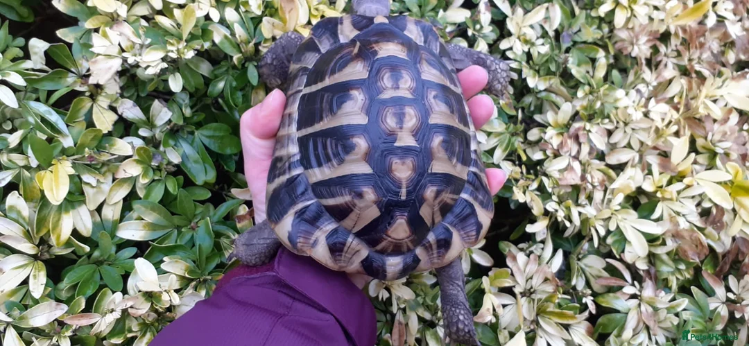 Hermann Tortoise reptiles for sale: Hermann Male tortoise  - Advert 3