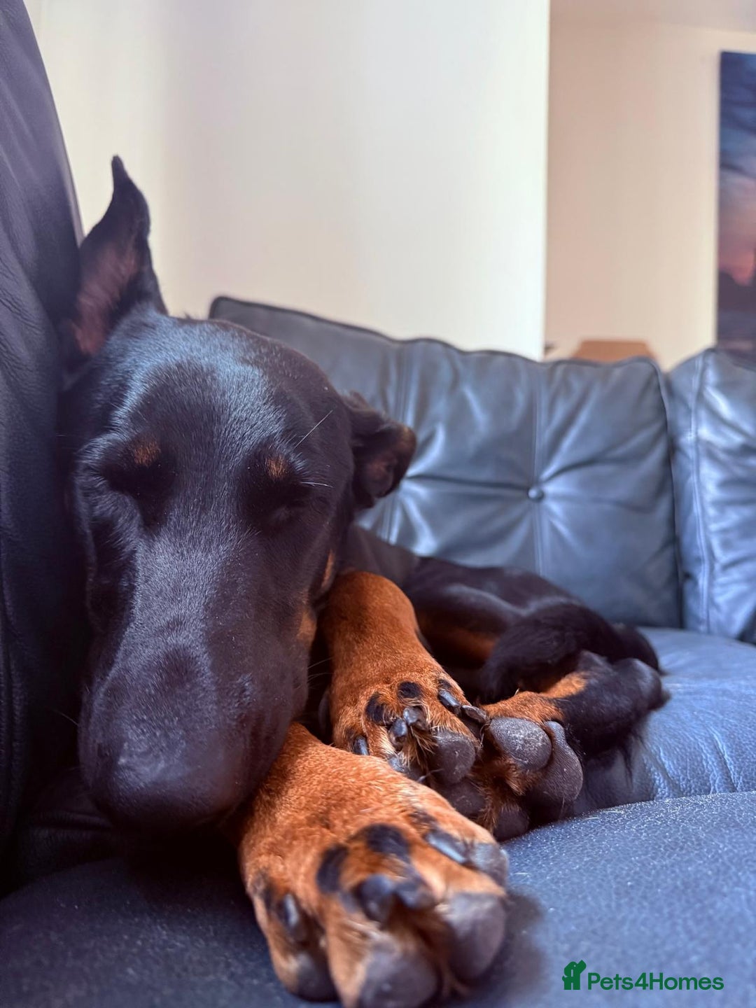 Mixed Breed dogs for sale: 2yr old dobermanX for sale  - Advert 3