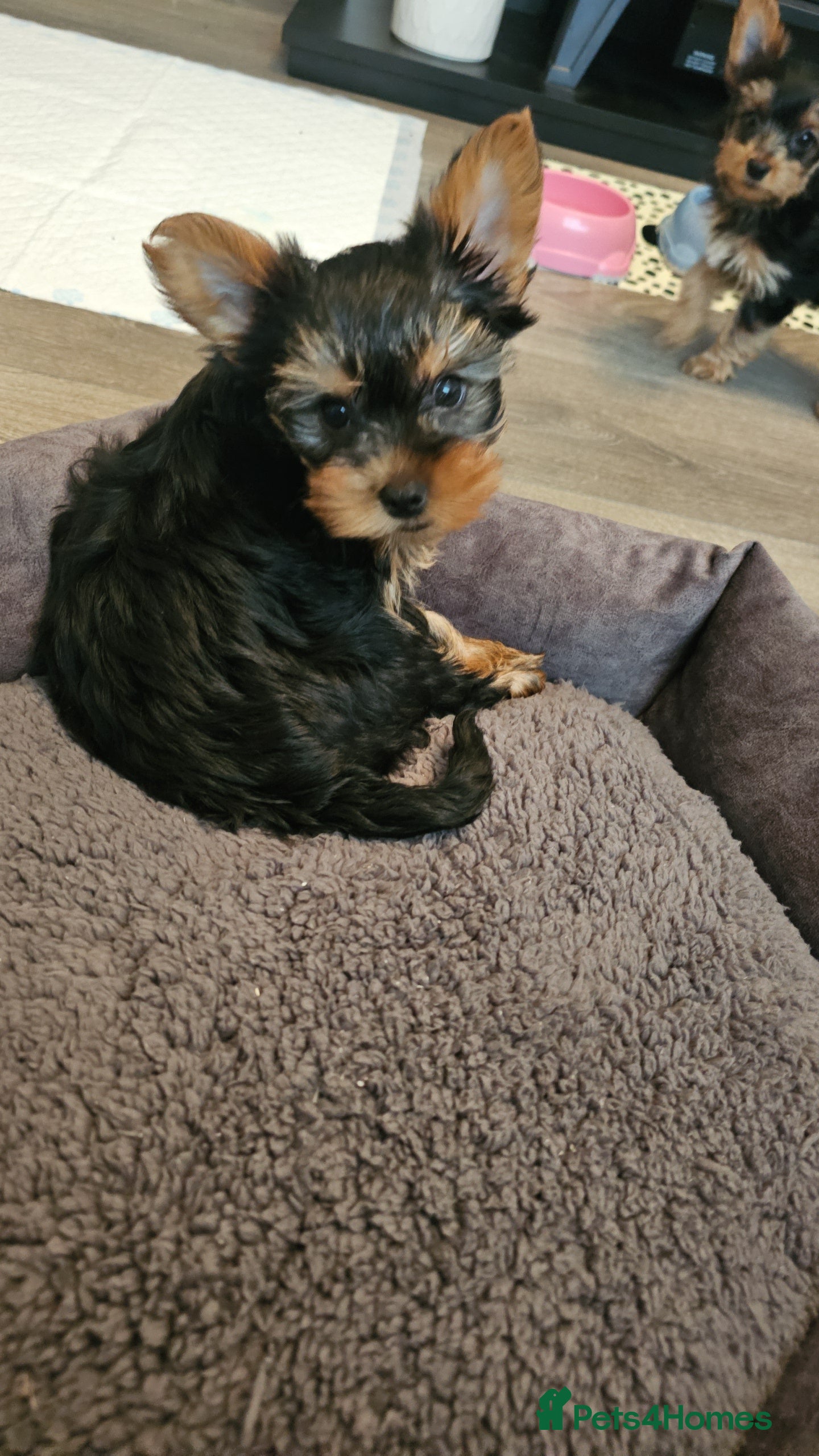 Yorkshire Terrier dogs Tiny Yorkshire terriers - Advert 2