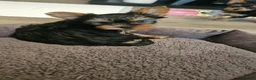 Yorkshire Terrier dogs for sale: Tiny Yorkshire terriers - Advert 1