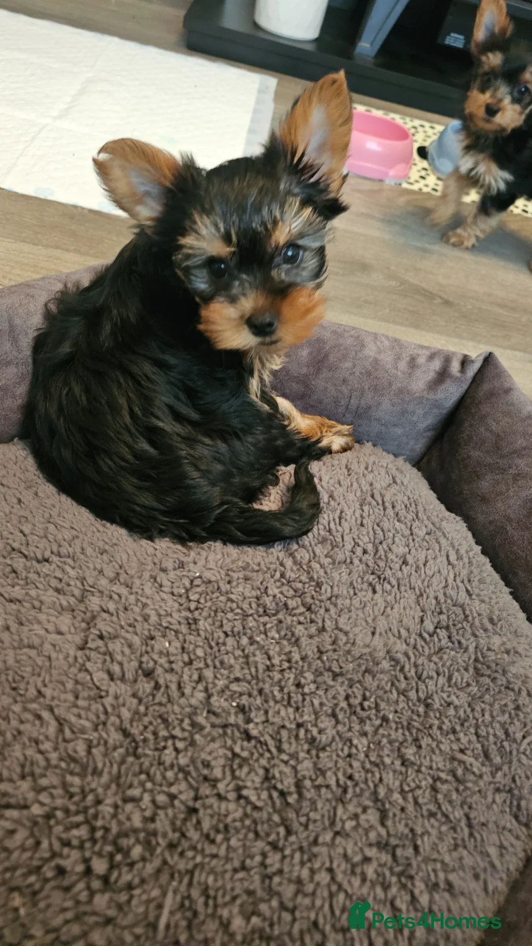 Yorkshire Terrier dogs for sale: Tiny Yorkshire terriers - Advert 1
