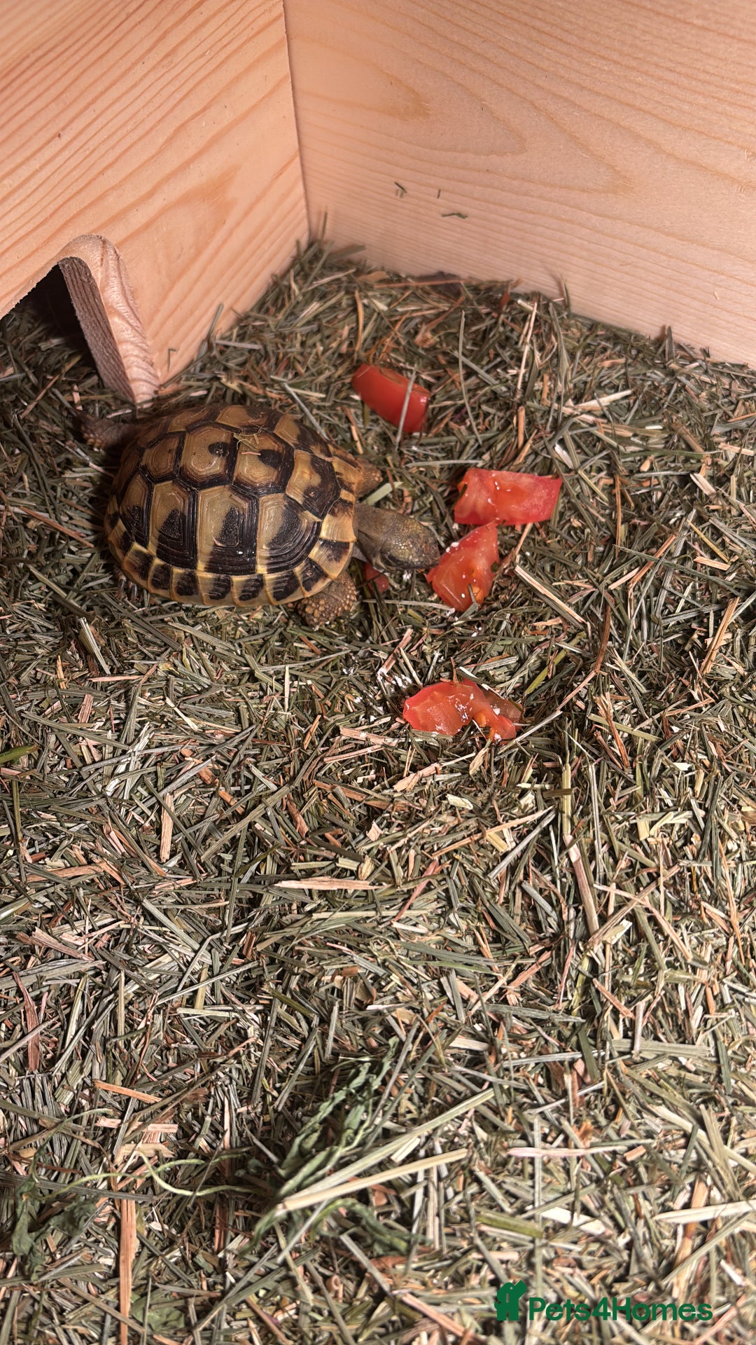 Tortoise reptiles for sale: Pickle the Horsefield tortoise  - Image 2