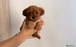 Cavapoo dogs for sale: Premium F1B Toy Red Cavapoo - 2 LEFT - Image 16