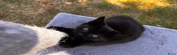 Mixed Breed cats for sale: Adorable Kittens  - Advert 29