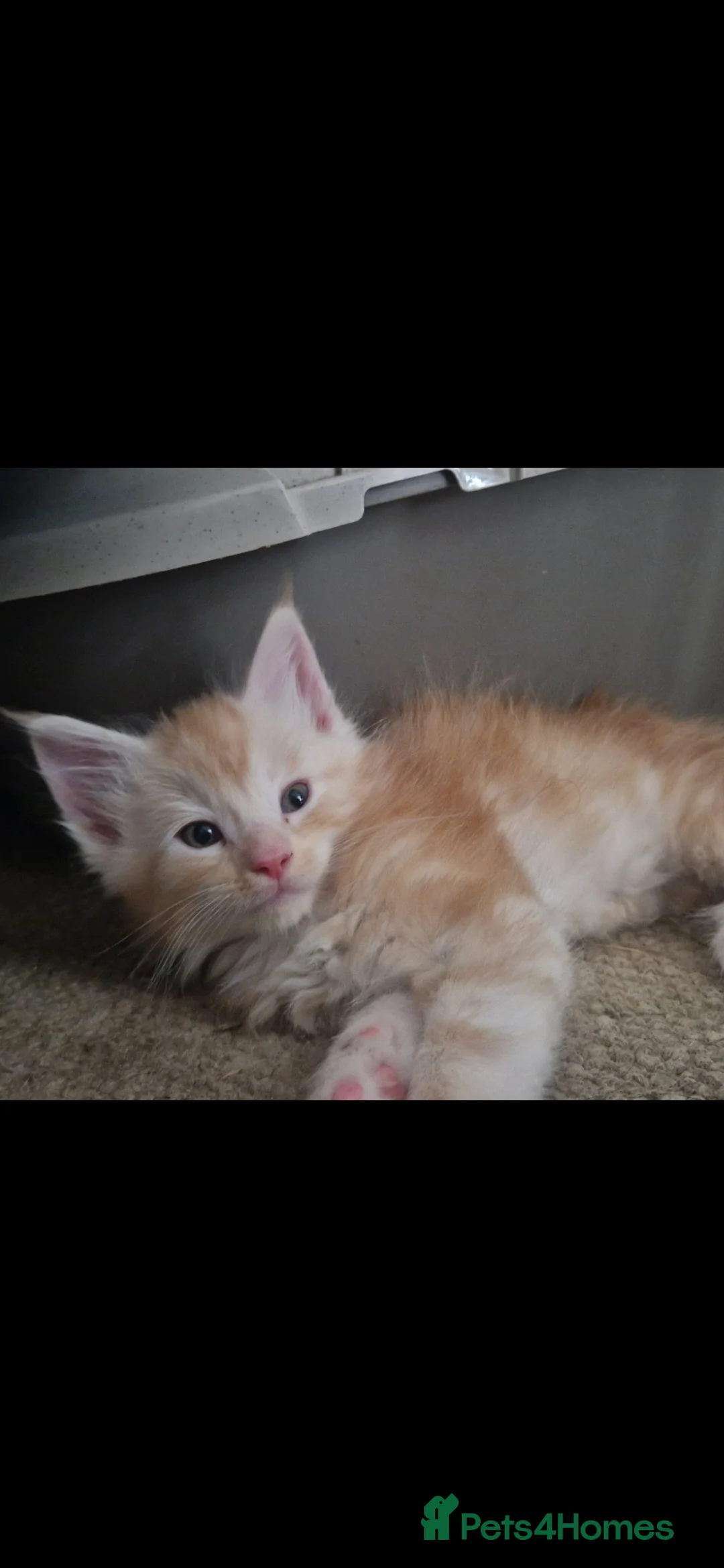 Maine Coon cats for sale: Beautiful Red boys - Advert 8