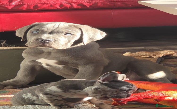 Cane Corso dogs - Advert 3