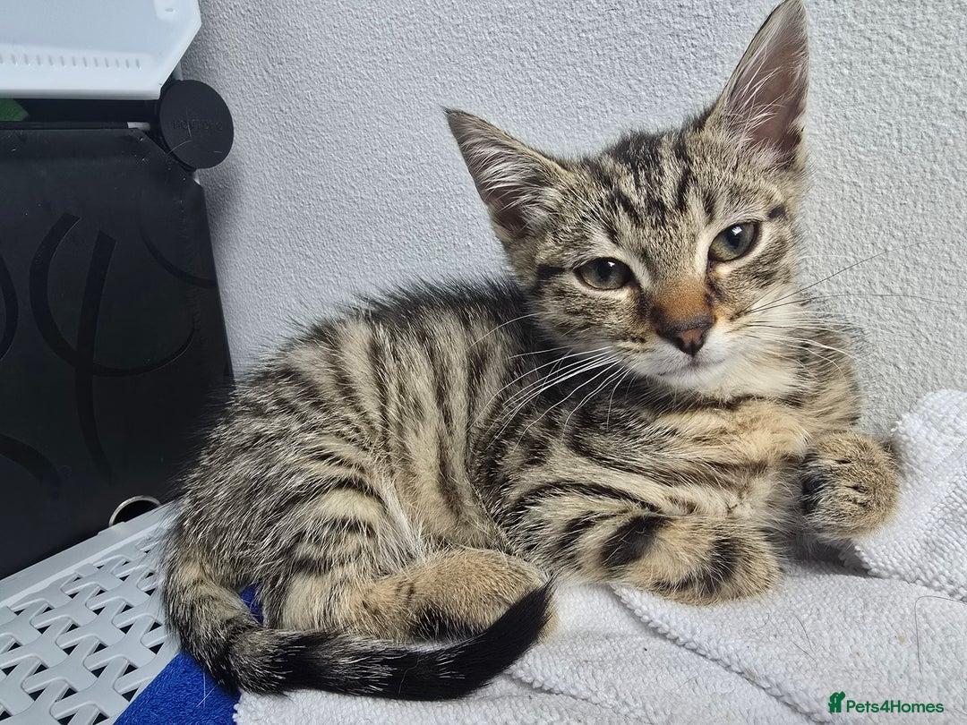 Mixed Breed cats for sale: 3 Beautiful Male Tabbies for Sale - Image 3