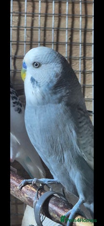 Budgerigars birds - Advert 12