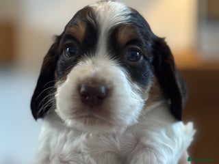 Cocker Spaniel dogs - Advert 29