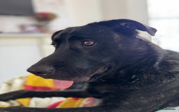 Mixed Breed dogs for sale: German Corso - 11 month old Male - Image 6