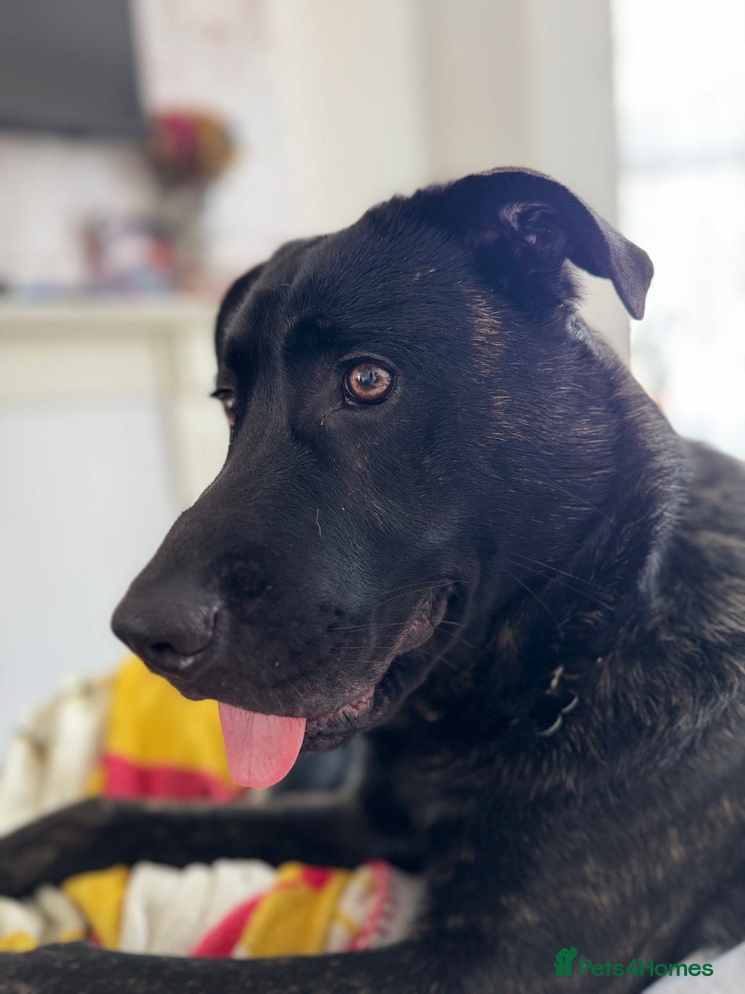 Mixed Breed dogs for sale: German Corso - 11 month old Male - Image 6