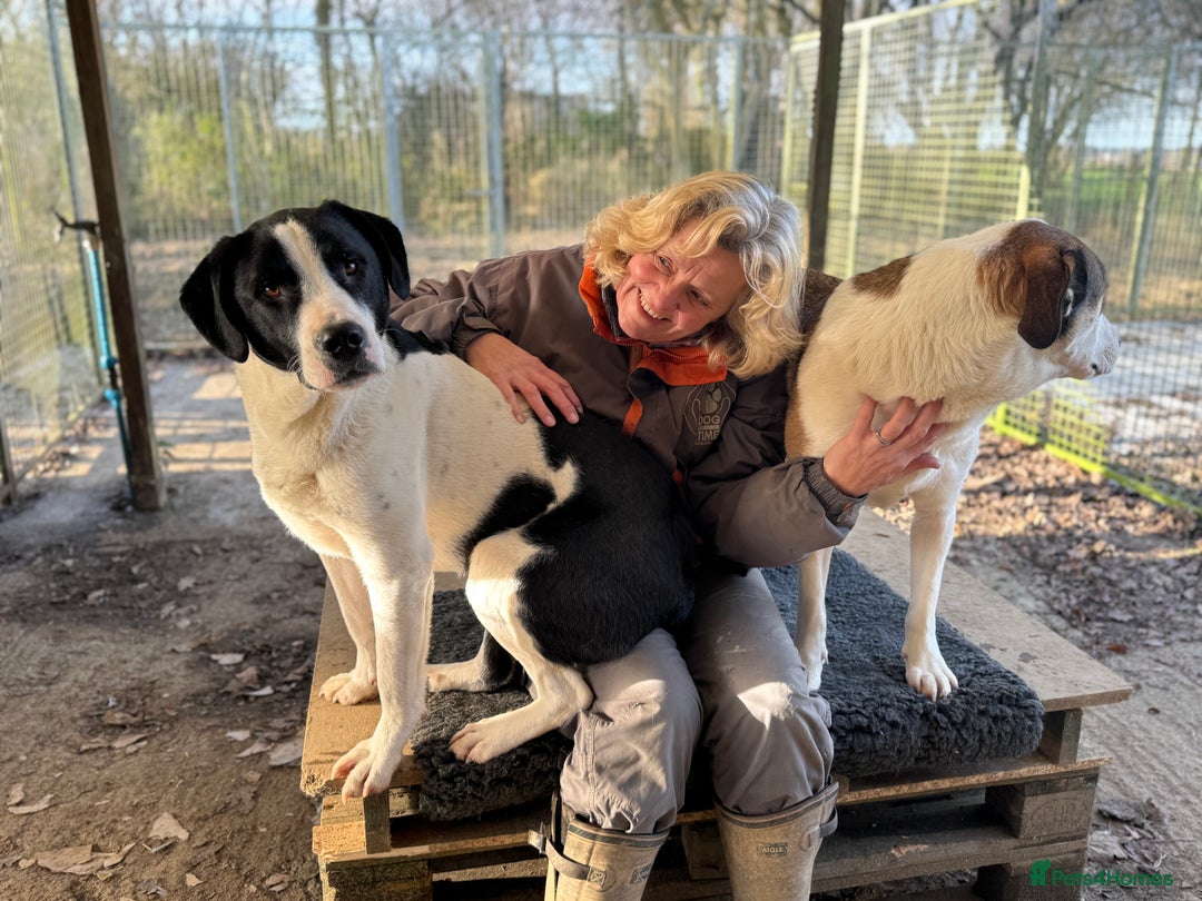 Mixed Breed dogs for adoption: LUCA – TWO YEARS WAITING FOR SOMEONE TO CARE 🐾 - Advert 24