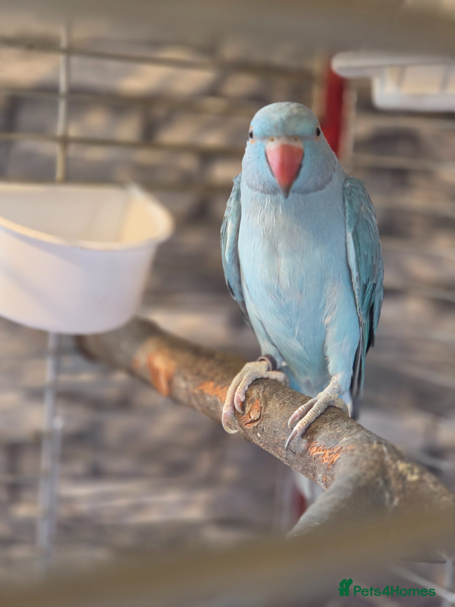 Ringnecks birds for sale: Blue Ringneck  female  - Advert 1