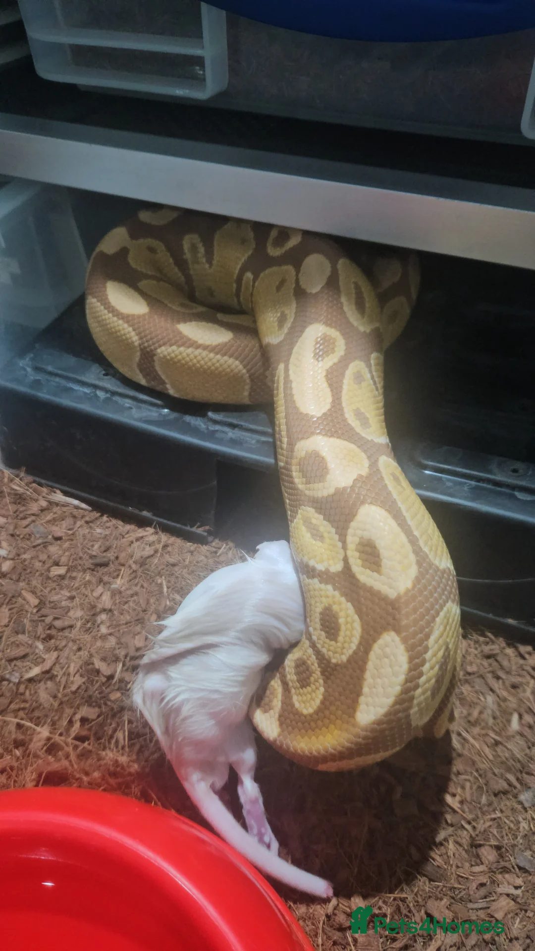 Python Snake reptiles for sale: Ultramel proven breeder male - Advert 2
