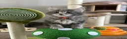 Maine Coon cats for sale: TICA Registered Maine Coon Kittens Available  in Sutton - Advert 14