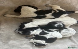 Cocker Spaniel dogs for sale: Blue roan cocker spaniels  - Image 3