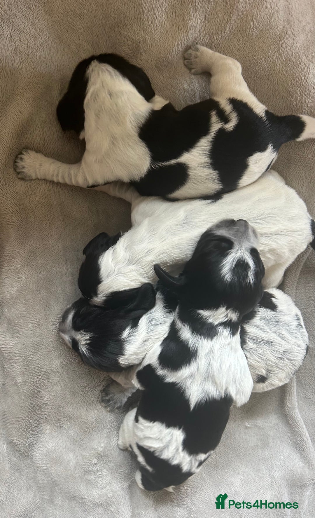 Cocker Spaniel dogs for sale: Blue roan cocker spaniels  - Image 3