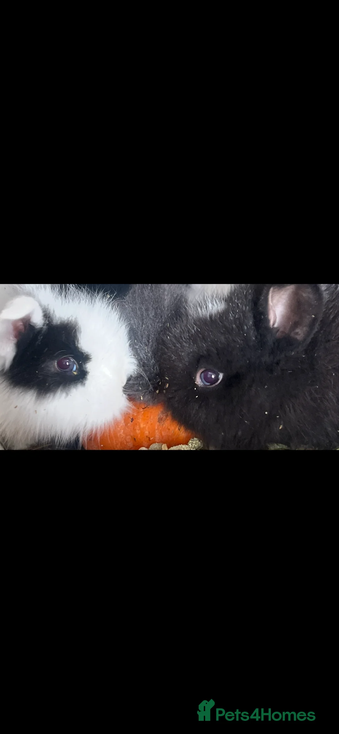 Lionhead rabbits for sale: Baby bunnies ready to reserve  - Advert 16