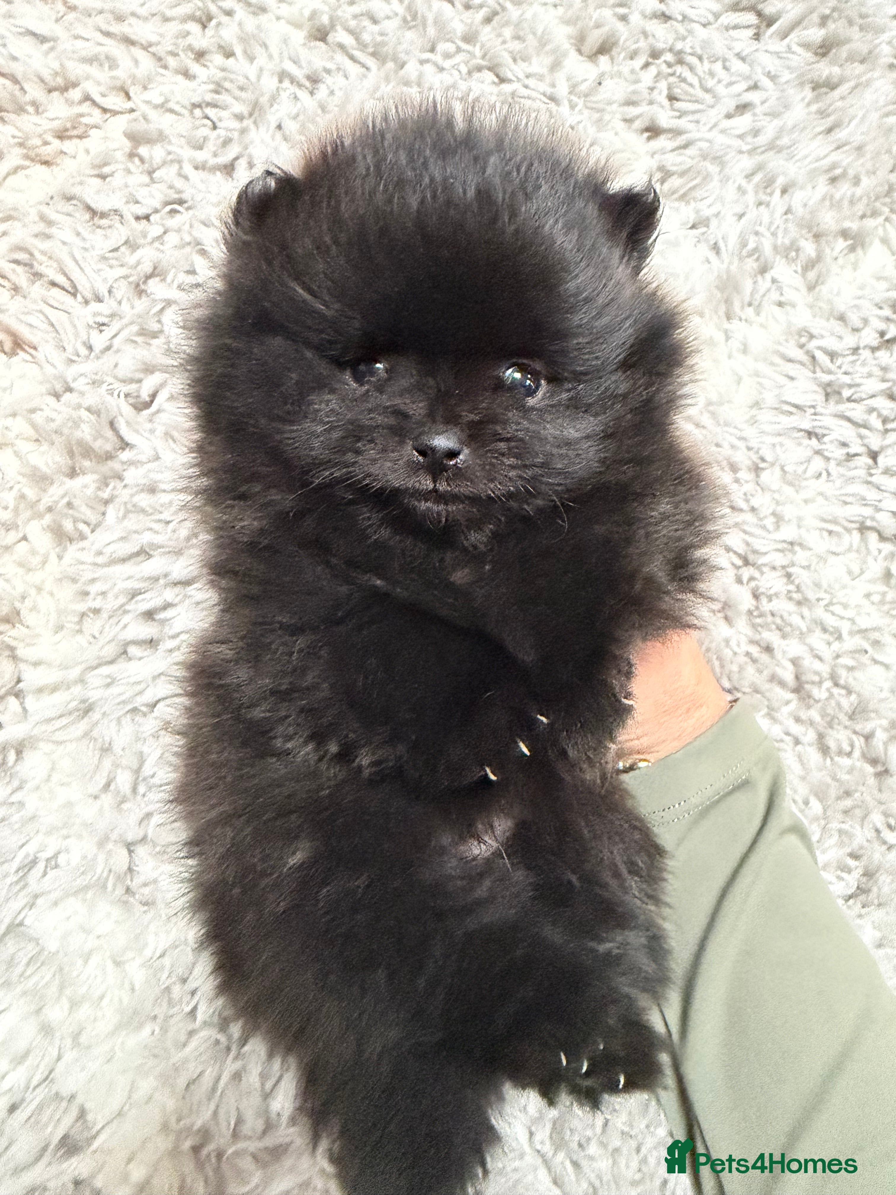 Pomeranian dogs 🖤🖤QUALITY BLACK BABY BOY BEARS 🖤🖤 - Advert 3