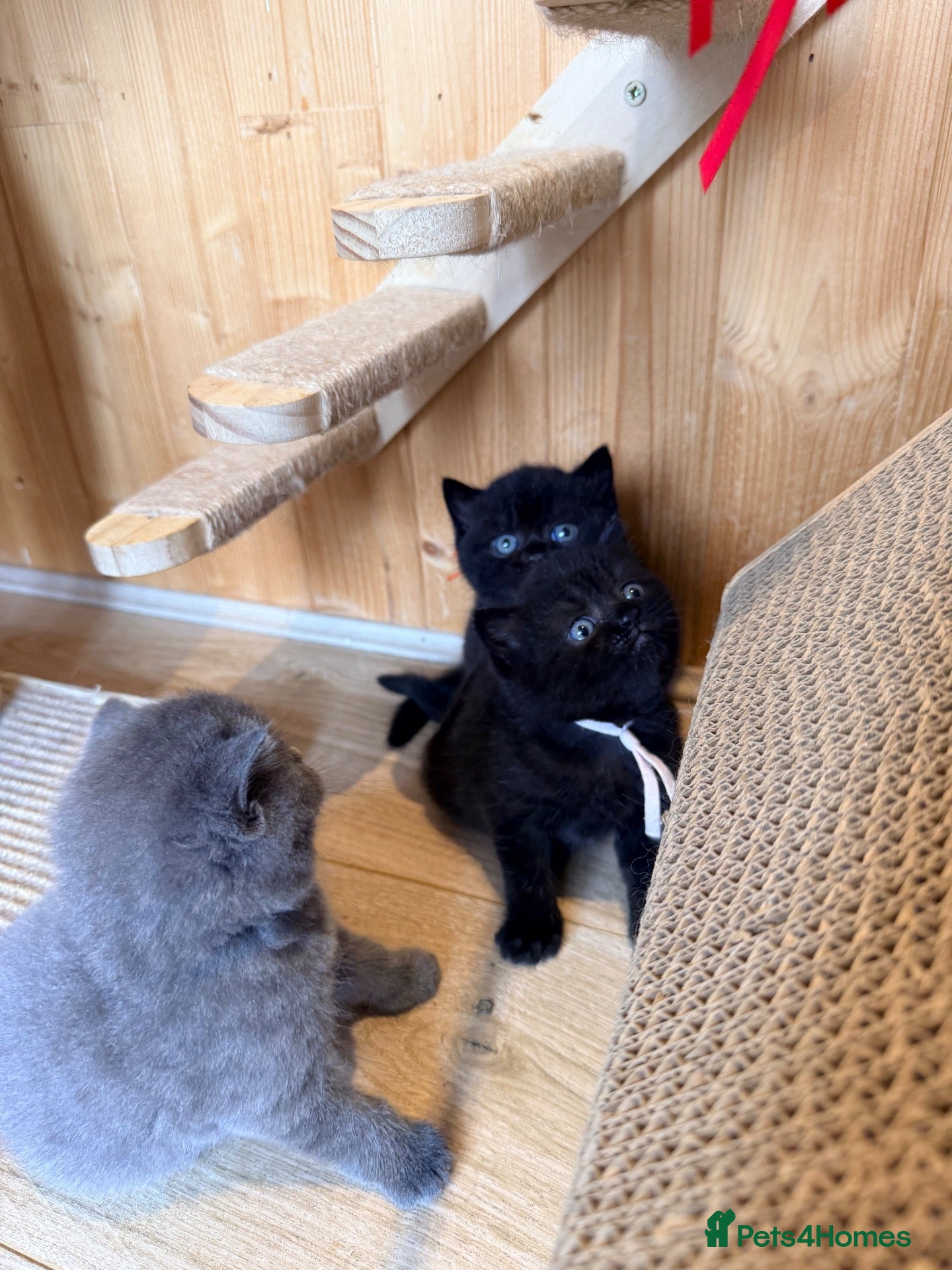 British Shorthair cats 🐾 British shorthair kitten for sale 🐾 - Advert 2