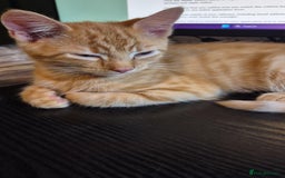 Domestic Shorthair cats for sale: Ginger Male Kitten - Image 5