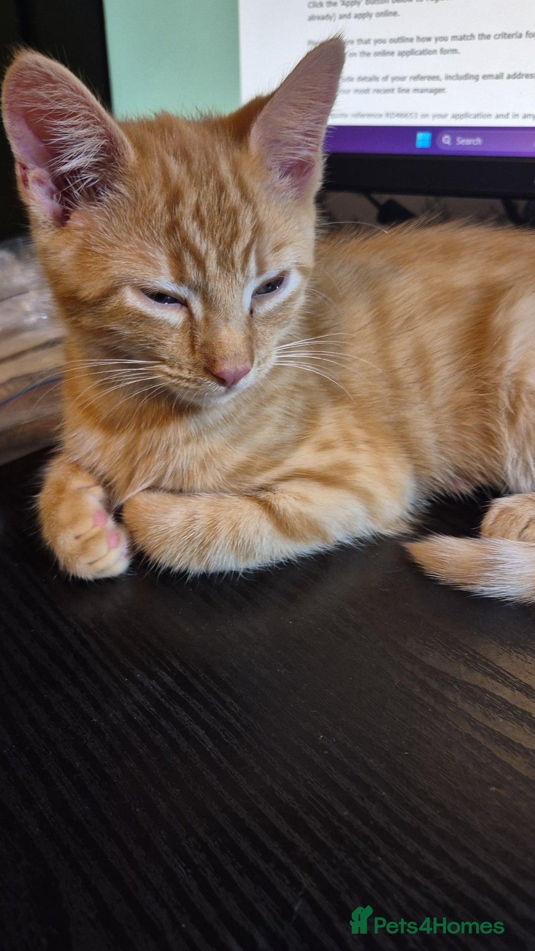 Domestic Shorthair cats for sale: Ginger Male Kitten - Image 5