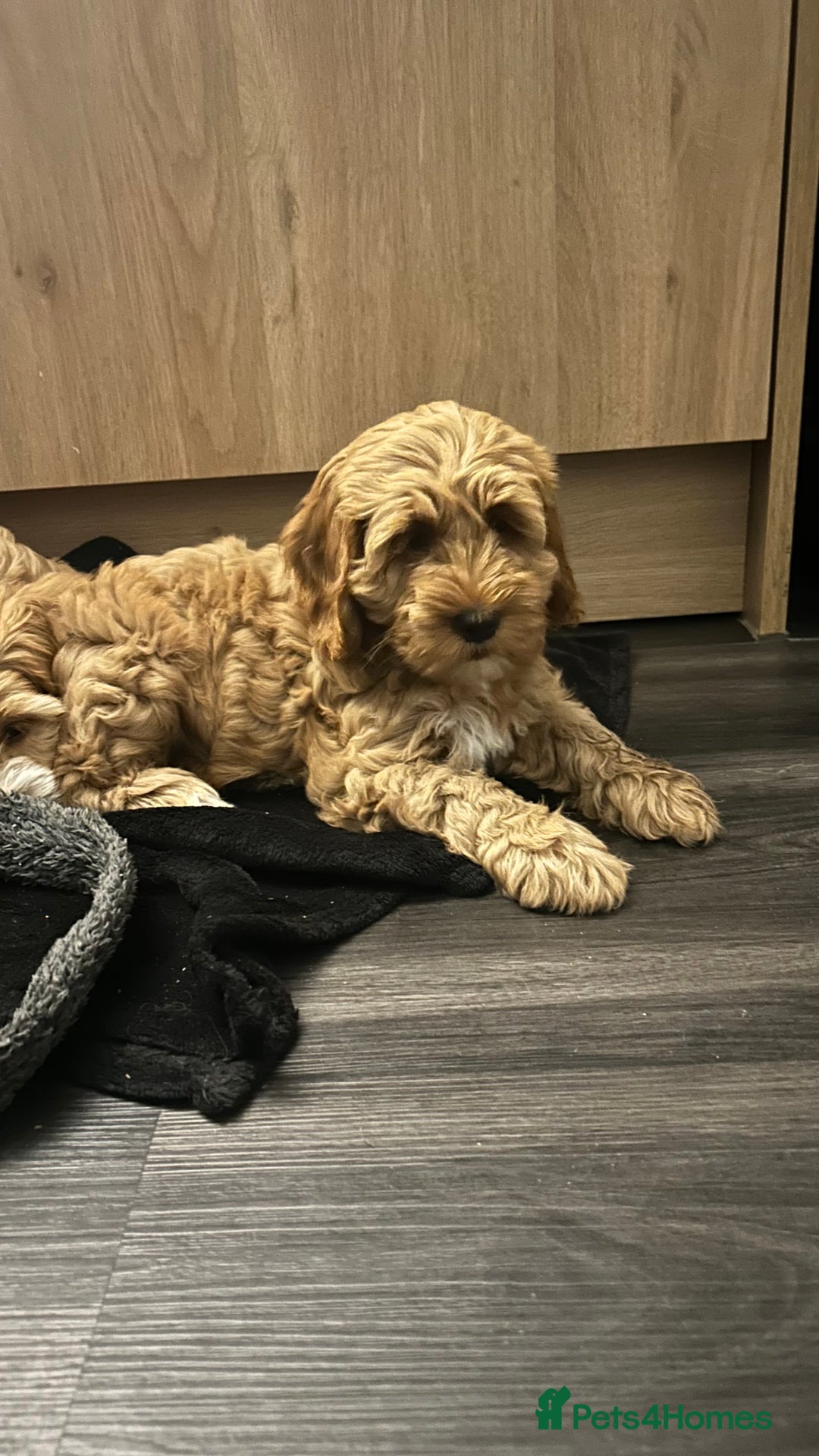 Cockapoo dogs for sale: Cockapoo in Chesterfield - Image 21