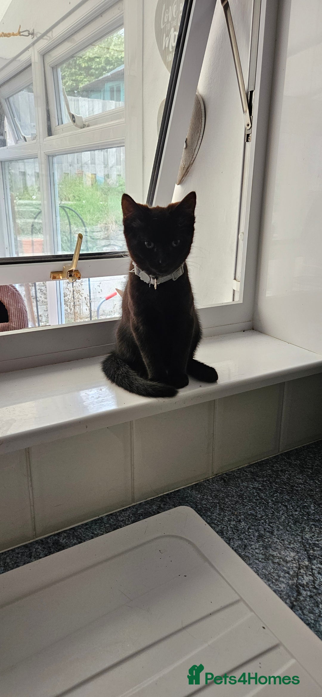 Mixed Breed cats for sale: Male and Female Kitten - Image 8