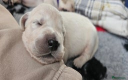Golden Retriever dogs for sale: GOLDEN RETRIEVER PUPPIES - you will fall in love  - Image 15