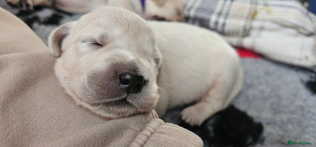 Golden Retriever dogs for sale: GOLDEN RETRIEVER PUPPIES - you will fall in love  - Image 15
