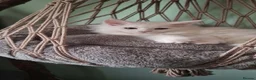 Maine Coon cats for sale: Snow & Fire Maine Coon Kittens GCCF - Advert 6