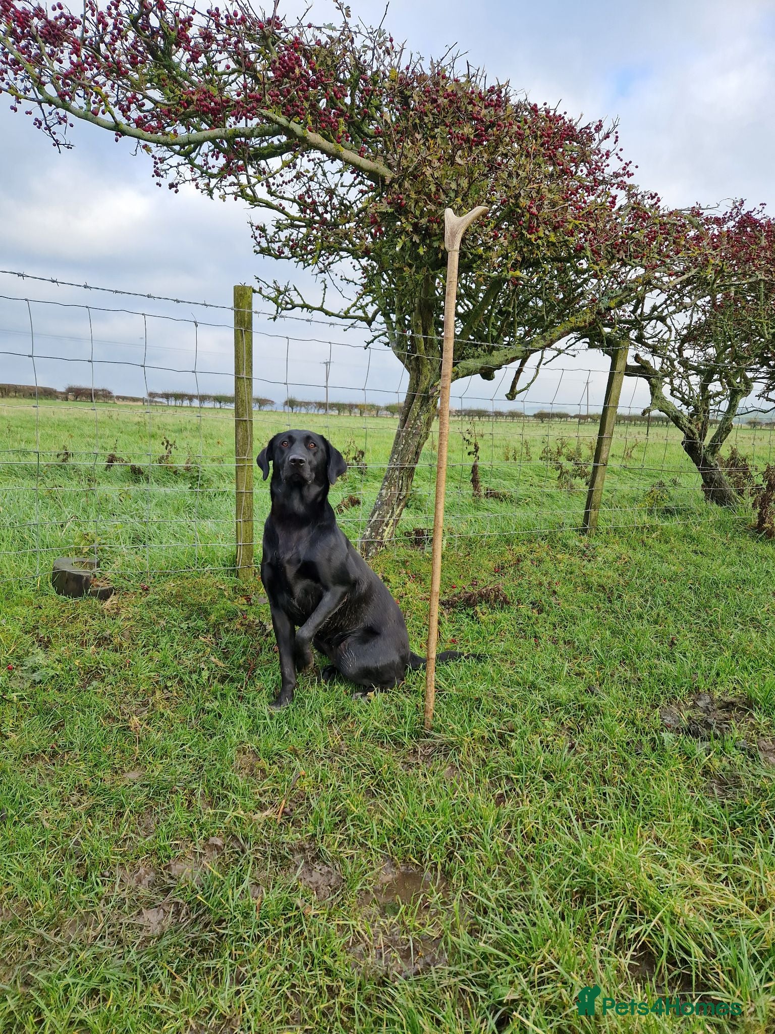 Labrador Retriever dogs Labrador pups  - Advert 8