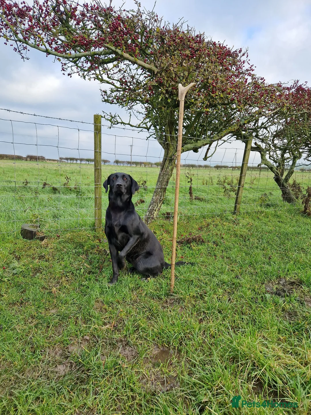 Labrador Retriever dogs for sale: Labrador pups  - Advert 1