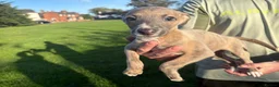 Whippet dogs for sale: Exceptional litter of KC whippets - Advert 7